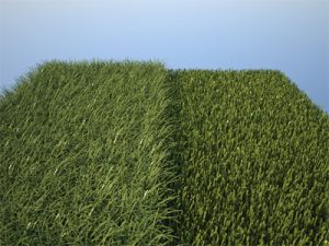 Grass Length