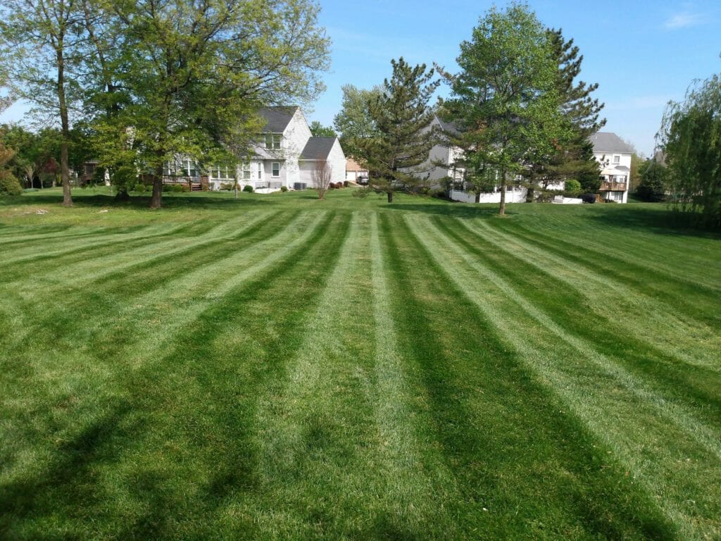 Backyard Turf Area