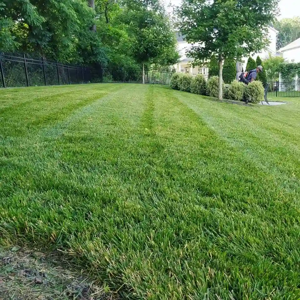 A Cut Above lawn care results